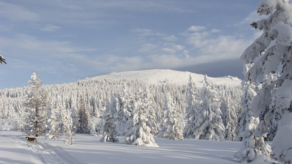Vitosha - great Little Mountain Village with several hotels for skiers on a Budget